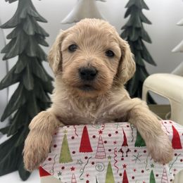 Paris Geller - Cream female Goldendoodle puppy in Alton, Missouri from Roberts Farm Doodles