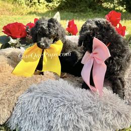 Poodle Puppies from QaeQae Pups