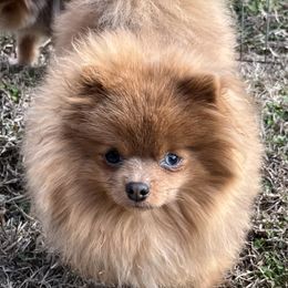 Chihuahua and Pomeranian Puppies from Hummingbird & Fox