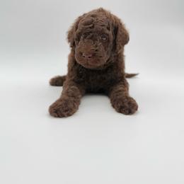 Diego- Blue - Brown and white male Aussiedoodle puppy in West Monroe, Louisiana from Diamond M Poodles and Doodles
