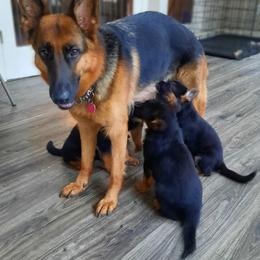 German Shepherd Puppies from Crannog Working K9 LLC