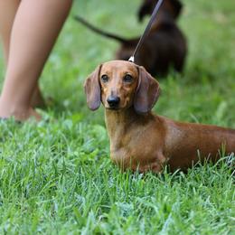 Copper - Red male Dachshund puppy in Lancaster, California from Avignon