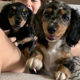Dachshund Puppies from Shotzie Doxie Co.