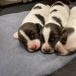 English Cocker Spaniel Puppies from Rock Moss Farm and Kennel