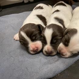 English Cocker Spaniel Puppies from Rock Moss Farm and Kennel