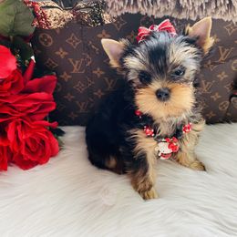 Yorkshire Terrier Puppies from Green Mountain Designer Yorkies