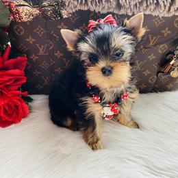 Yorkshire Terrier Puppies from Green Mountain Designer Yorkies