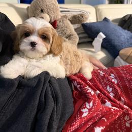 Cavapoo Puppies from Woodland poodles and Cavapoos