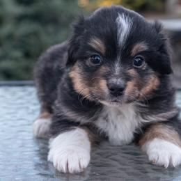 Cody - Black tri male Miniature Australian Shepherd puppy in Chino Valley, Arizona from Perkins Mini/Toy Aussies