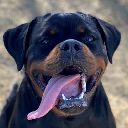 Nikita  - Rottweiler