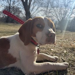 Ruby - Beagle