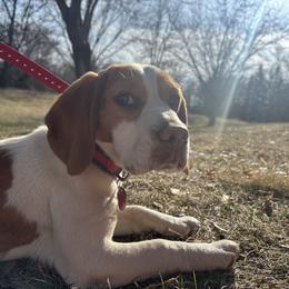 Ruby - Beagle