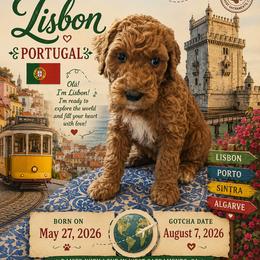 Light Blue Collar - Lisbon (Portugal) - Red  female Goldendoodle puppy in West Sacramento, California from Pomegranate Doodles