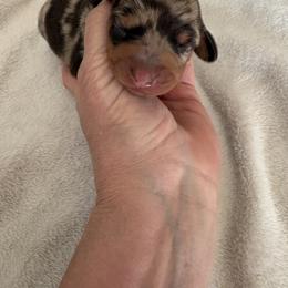 Cherish - Dapple female Dachshund puppy in Channahon, Illinois from Lord Frank’s Mini Weeniers