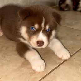 Buddy - Brown and white male Siberian Husky puppy in Spring Hill, Florida from Siberian Huskies of Tampa Bay