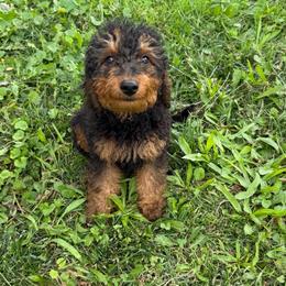 Brutis - Phantom male Goldendoodle puppy in Centralia, Missouri from Oodles Of Doodles Mo.