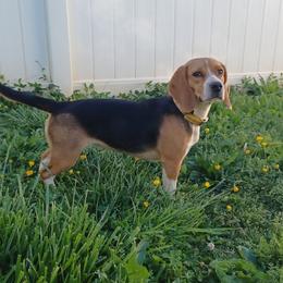 Darcy - Beagle