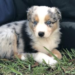 Aussiedoodle and Australian Shepherd Puppies from Young Gun Aussies
