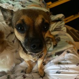 Chihuahuas from My Lil Chi Babies