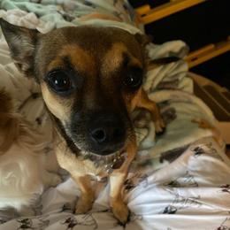 Chihuahuas from My Lil Chi Babies