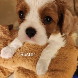 Cavalier King Charles Spaniel Puppies from Angelic Cavaliers