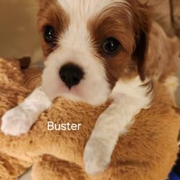 Cavalier King Charles Spaniel Puppies from Angelic Cavaliers