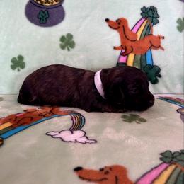 Miss White Collar - Brindle female Dachshund puppy in Willow Springs, Missouri from Krazy Acre Farm