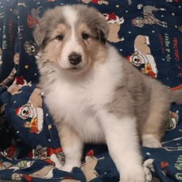 Boy 2 - Blue merle white and tan male Collie puppy in Salem, Indiana from Living Blessed Collies