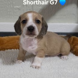 G7 - Cream male Dachshund puppy in Jacksonville, Texas from ArmnalegRanch LLC