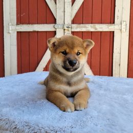 Nami - Red female Shiba Inu puppy in Sacramento, California from Shiba Inu of Matrix