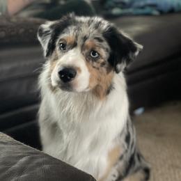 Bella - Australian Shepherd