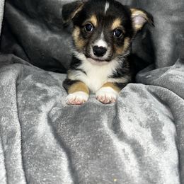 Black Male 1 - Black and tan male Pembroke Welsh Corgi puppy in De Witt, Arkansas from Western Plains Kennel