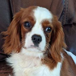 Cavalier King Charles Spaniels, Cavapoos, and Poodles from The Mexican clan...