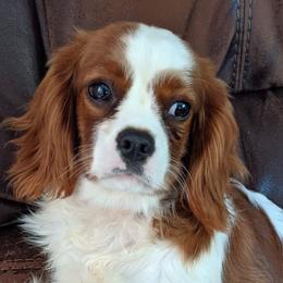 Cavalier King Charles Spaniels, Cavapoos, and Poodles from The Mexican clan...