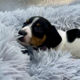 Gloria - Piebald female Dachshund puppy in Rio Linda, California from Destiny's Mini Doxies