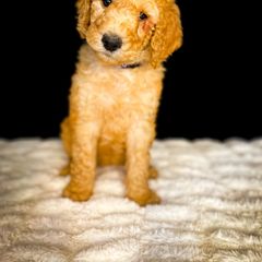 Double Doodle and Goldendoodle Puppies from Patterson Doodles