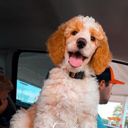 Goldendoodle and Poodle Puppies from Corbin’s Southern Curl’s