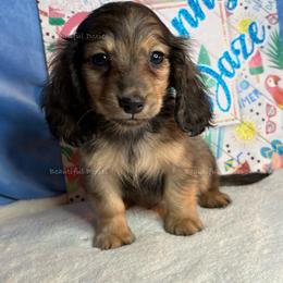 Mingo - Sable male Dachshund puppy in Washington from Beautiful Doxies