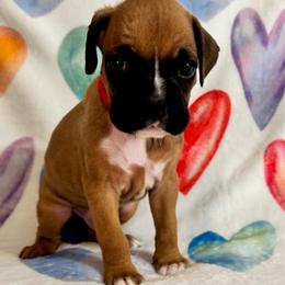 Mr Red Christy's litter - Fawn male Boxer puppy in Palm Coast, Florida from Starlight Boxer Corner