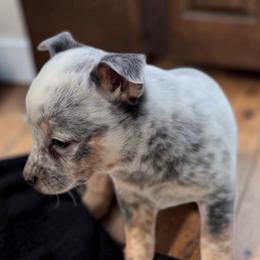 Bailey - Blue mottled female Australian Cattle Dog puppy in Kalispell, Montana from BTR Australian Cattle Dogs