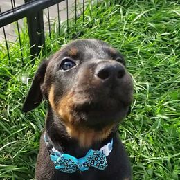 Doberman Pinscher Puppies from Emerald Eire Dobermanns