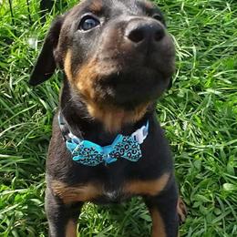 Doberman Pinscher Puppies from Emerald Eire Dobermanns