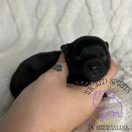 AKC MORTICIA - Black female Pomeranian puppy in Watkins Glen, New York from Wicked Spirits Pomeranians