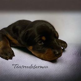 Doberman Pinscher Puppies from TeatreeDoberman