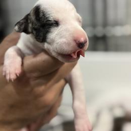 Champagne - White and fawn brindle female Whippet puppy in Winter Garden, Florida from Infinity Whippets