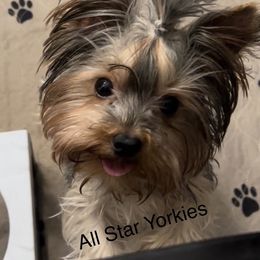 Romeo - Yorkshire Terrier