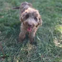 Porche - Chocolate merle female Bernedoodle puppy in Boise, Idaho from Nesting Dolls