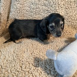Luke - Sable male Dachshund puppy in Ranburne, Alabama from Camdox