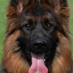 Masha - German Shepherd