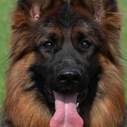 Masha - German Shepherd